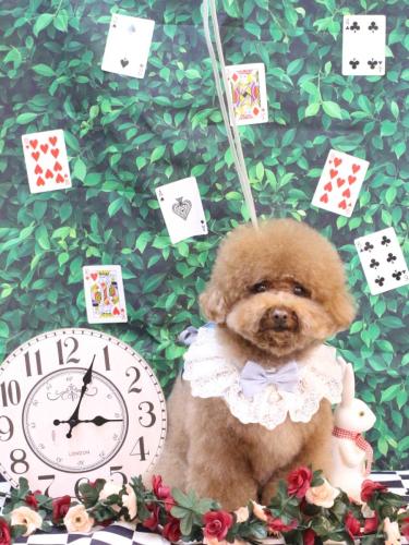 20250406てんくん